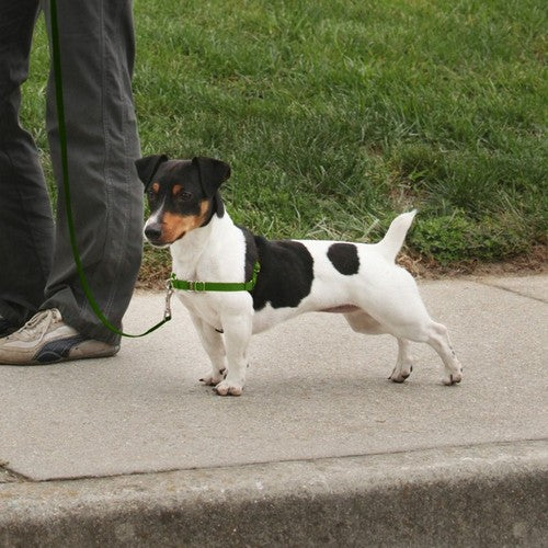 PetSafe, PetSafe Deluxe Easy Walk Steel Dog Harness, Black/Apple,  1 Each / Small