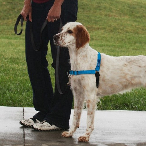 PetSafe, PetSafe Deluxe Easy Walk Steel Dog Harness, Black/Ocean,  Medium