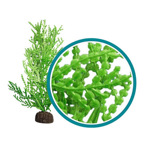 Weco, Weco Products Marine Pro Series Giant Halimeda Aquarium Plant, Green,  9 Inches