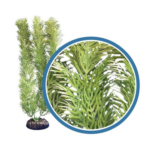 Weco, Weco Products Freshwater Pro Series Cabomba Aquarium Plant, Green,  12 Inches