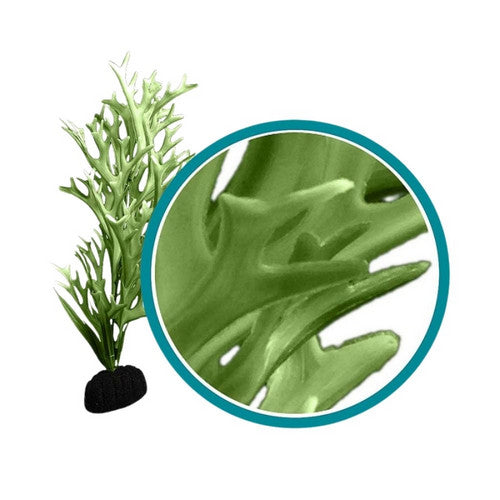 Weco, Weco Products Marine Pro Series Giant Kelp Aquarium Plant, Green,  18 Inches, Giant