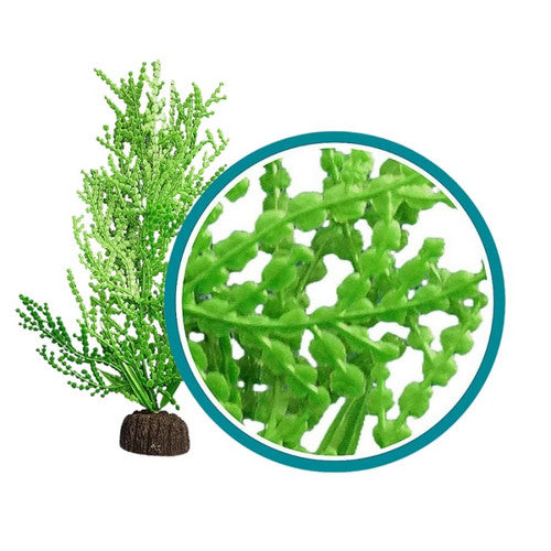 Weco, Weco Products Marine Pro Series Giant Halimeda Aquarium Plant, Green,  18 Inches