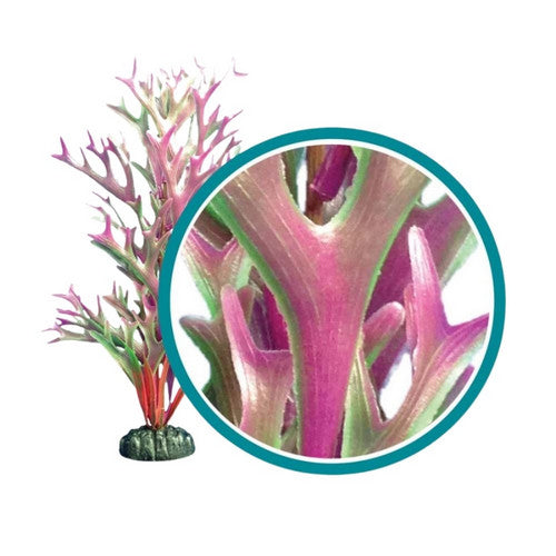 Weco, Weco Products Marine Pro Series Giant Kelp Aquarium Plant, Red,  24 Inches, Giant