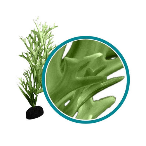 Weco, Weco Products Marine Pro Series Giant Kelp Aquarium Plant, Green,  30 Inches, Giant