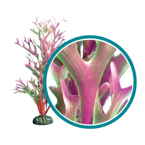 Weco, Weco Products Marine Pro Series Giant Kelp Aquarium Plant, Red,  30 Inches, Giant