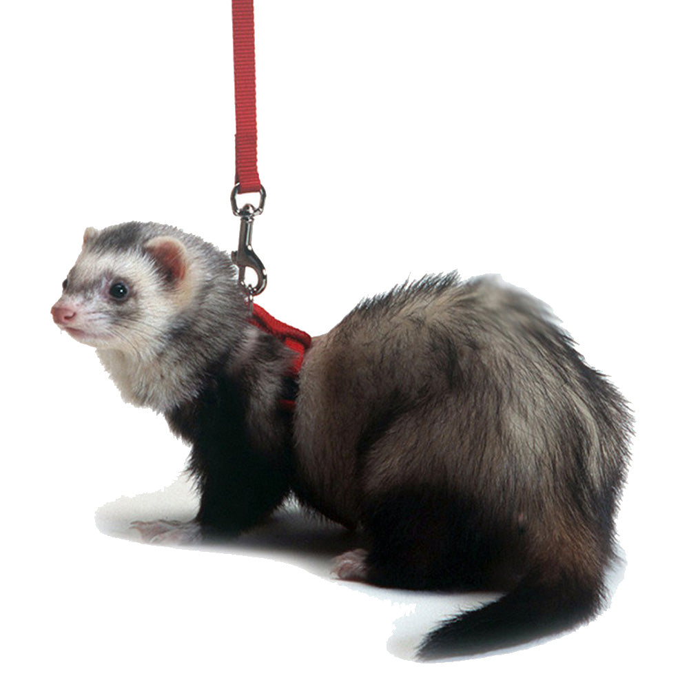 Marshall, Marshall Pet Products Ferret Harness and Lead Set, 1 Each / Red