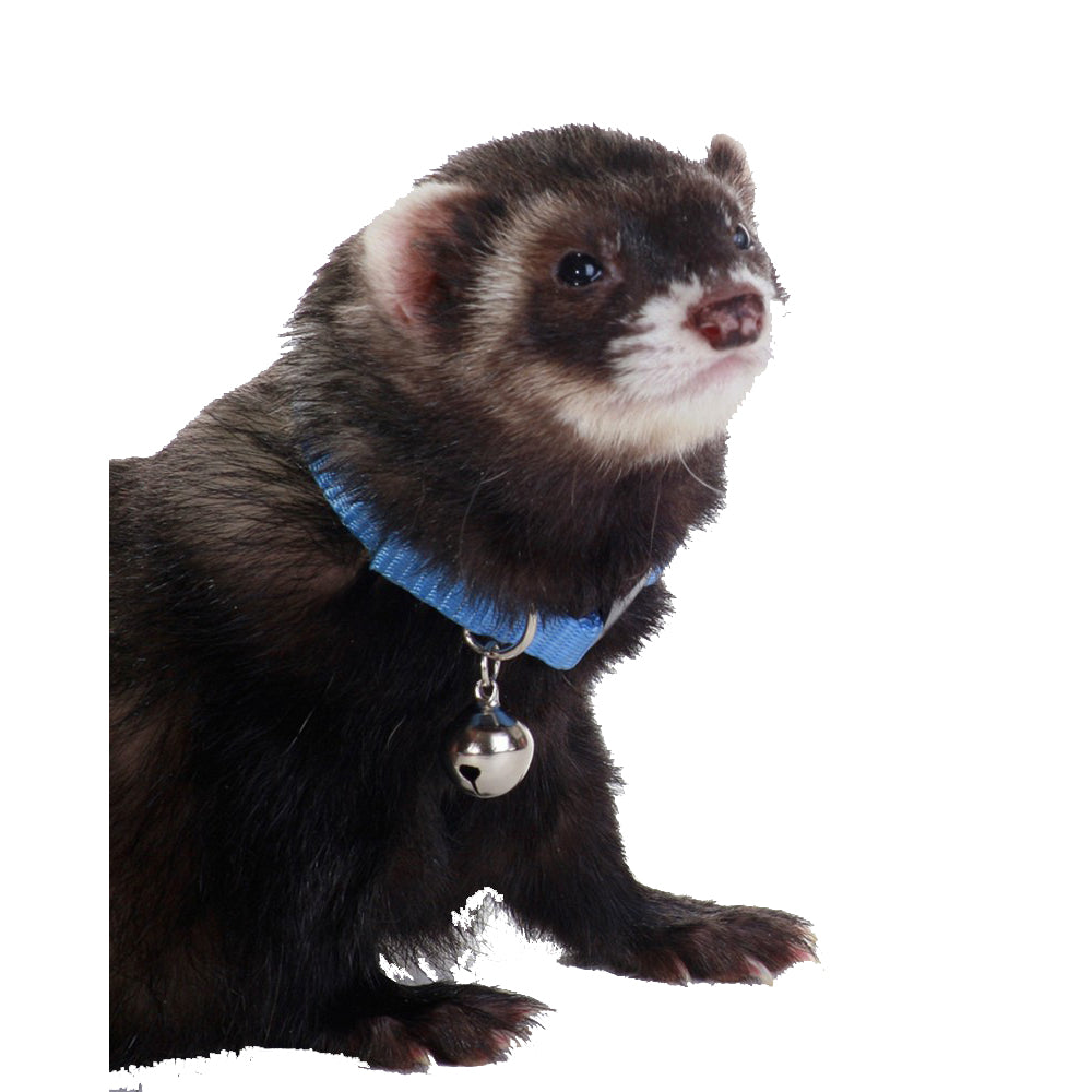 Marshall, Marshall Pet Products Ferret Bell Collar, Blue,  3/8 Inches