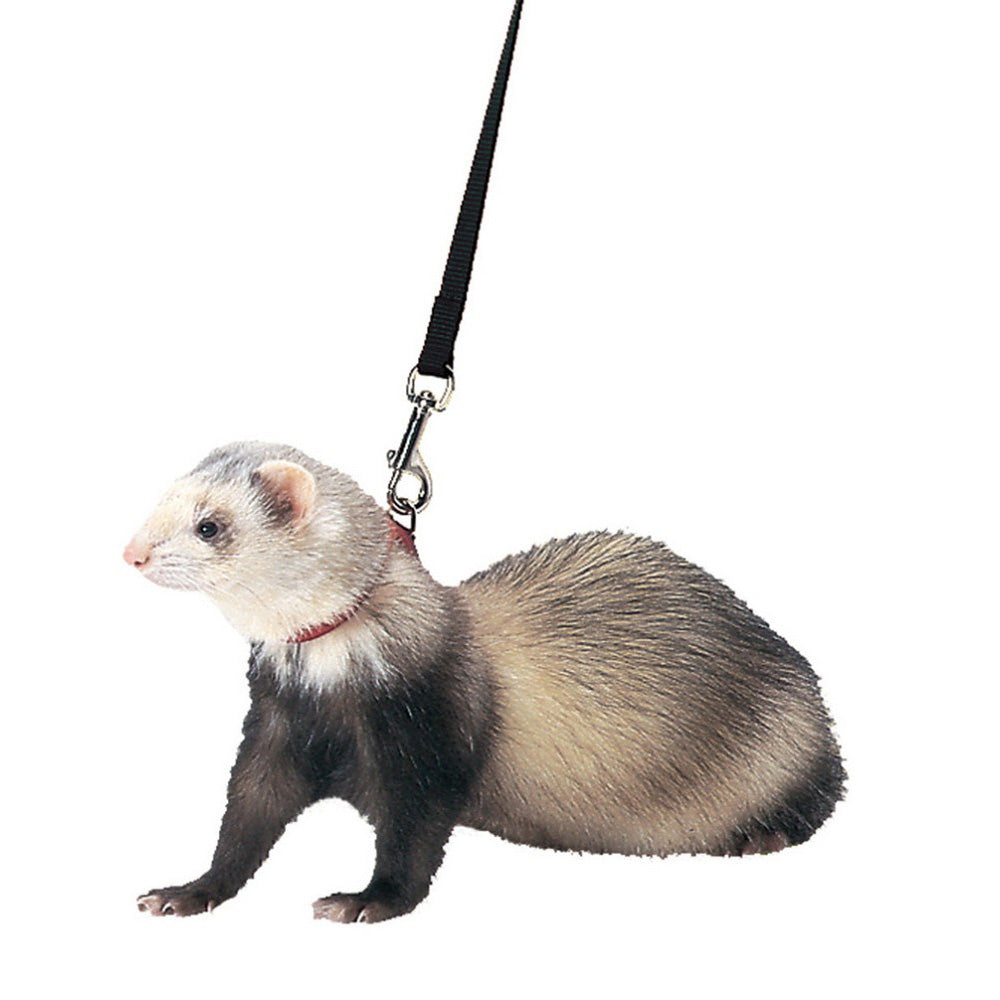 Marshall, Marshall Pet Products Ferret Harness and Lead Set, 1 Each / Blue