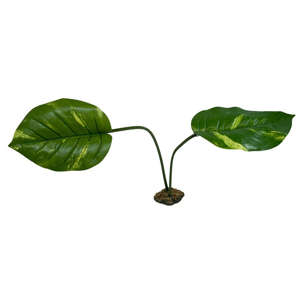 Komodo, Komodo Guiana Plant, 1 Each / Jumbo
