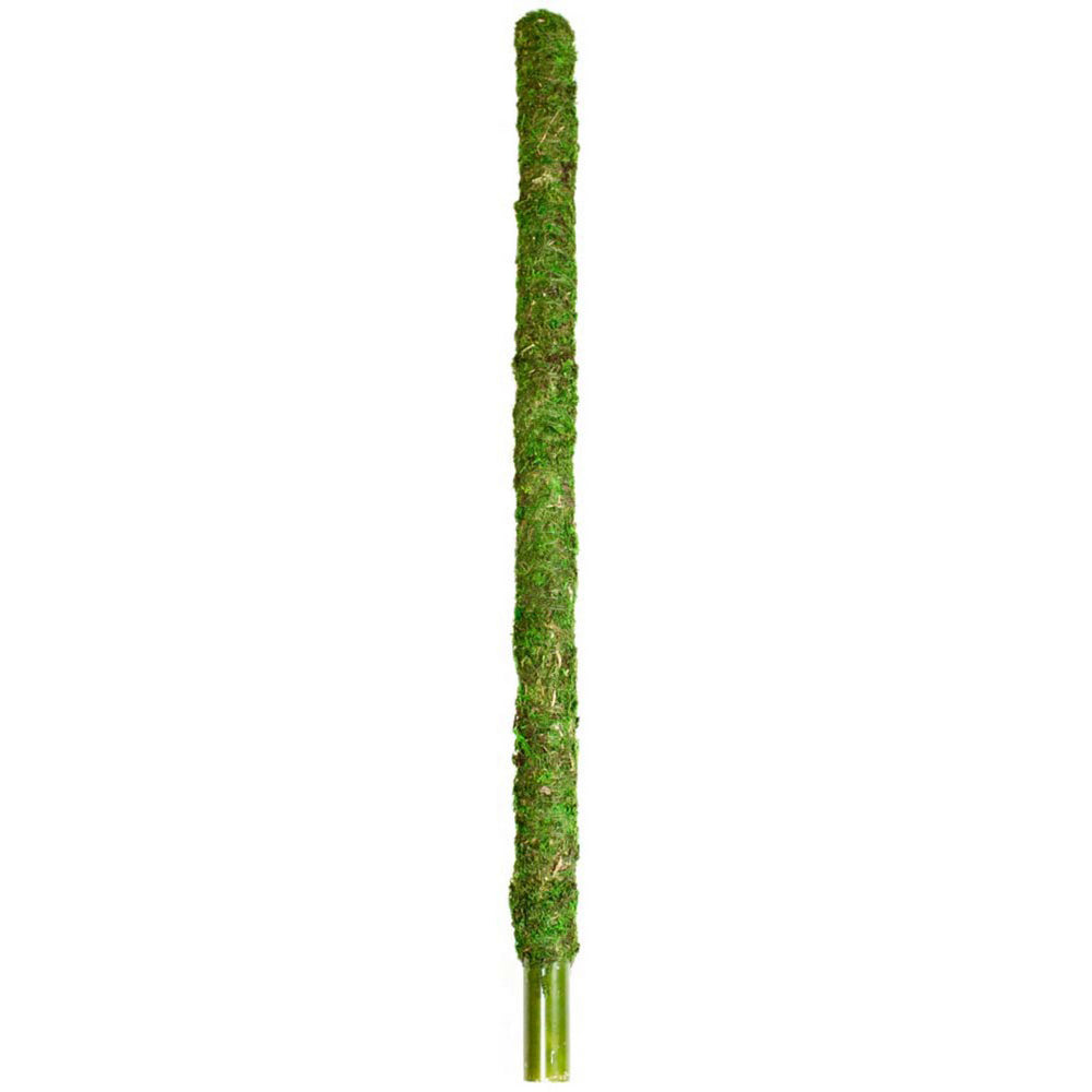 Galapagos Mossy Perch Terrarium Ornament 1 Each / 24 Inches, Fresh Green by Galapagos
