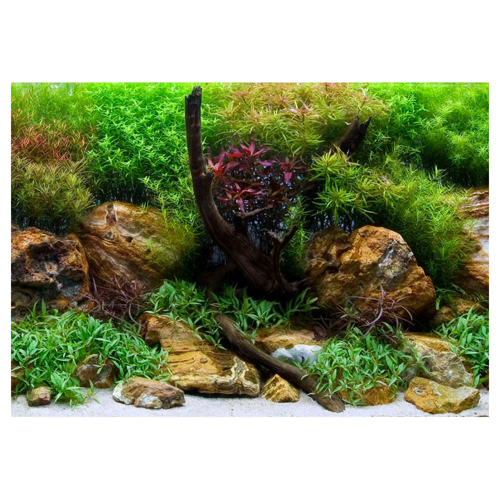 Seaview Double Sided Background Aqua Garden & Bright Stone,  18 Inches X 50 Feet by Seaview