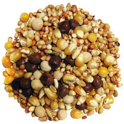 Breeder Small Corn Pigeon Food 50 Lbs by Brown's