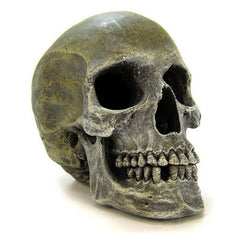 Human Skull Ornament 7.5"L x 5"W x 6"H by Blue Ribbon Pet Products