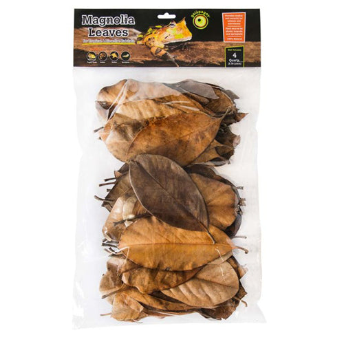 Galapagos Magnolia Leaves for Tropical & Bioactive Habitats Brown, 1 Each/4 qt by Galapagos peta2z