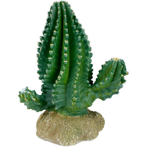 Komodo Cactus Plant Columnar 1 Each/5.9 in by Komodo peta2z