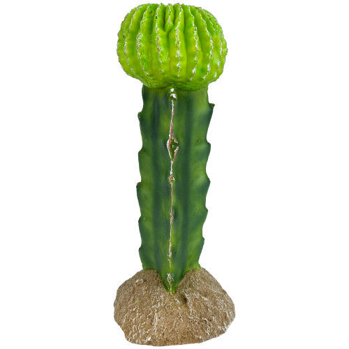 Komodo Cactus Plant Moon 1 Each/7.5 in by Komodo peta2z