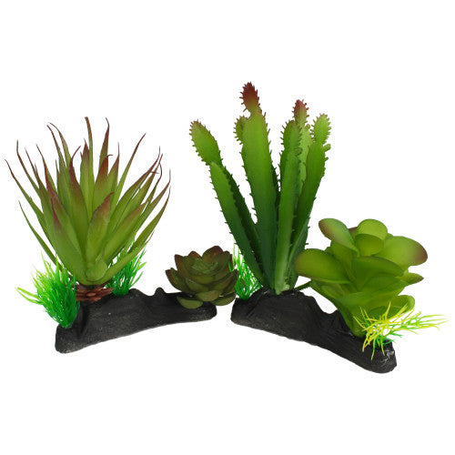 Komodo Cactus & Succulent Plant 1 Each/One Size by Komodo peta2z