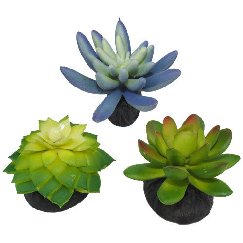 Komodo Desert Succulent Plant Blue & Green, 1 Each/3 Pack by Komodo peta2z