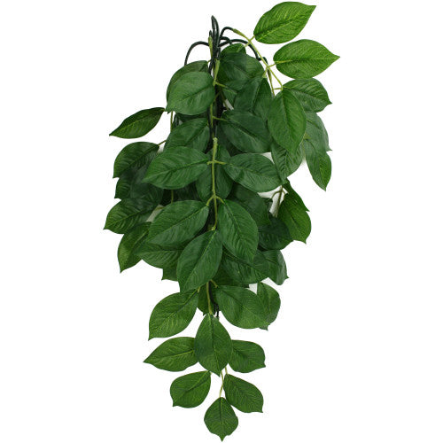 Komodo Green Leaf Hanging Plant 1 Each/SM, 16 in by Komodo peta2z