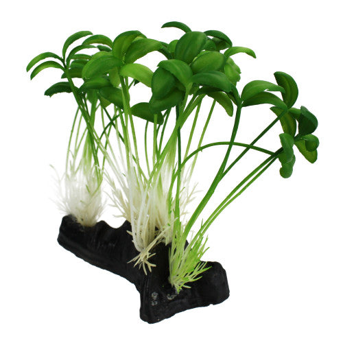 Komodo Sprout Plant 1 Each/One Size by Komodo peta2z