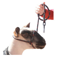 Sheep Halter with Snap Lead Black/Red (Advantage) 1 Count by Sullivan Supply, Inc. peta2z
