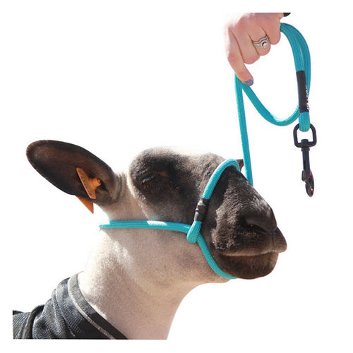 Sheep Halter with Snap Lead Teal (Blue Tide) 1 Count by Sullivan Supply, Inc. peta2z