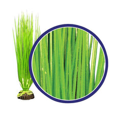 Weco Products Freshwater Series Asian Hairgrass Aquarium Plant Green, 1 Each/12 in by Weco peta2z