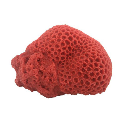 Weco Products South Pacific Coral Brain Ornament Orange, 1 Each/Large by Weco peta2z