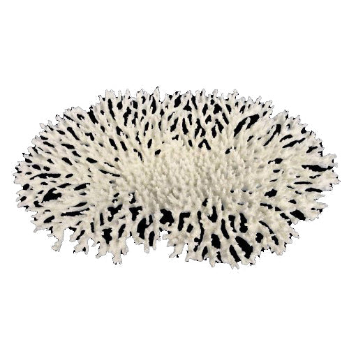 Weco Products South Pacific Coral Oval Tabletop Ornament White, 1 Each/Large by Weco peta2z