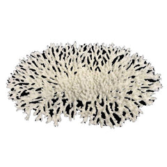 Weco Products South Pacific Coral Oval Tabletop Ornament White, 1 Each/Large by Weco peta2z