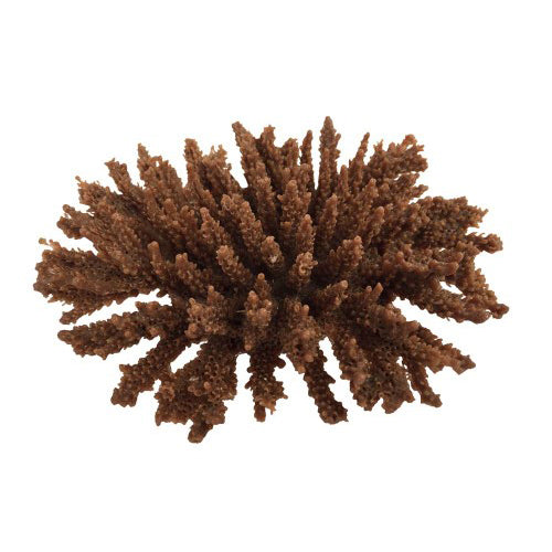 Weco Products South Pacific Coral Tabletop Ornament Brown, 1 Each/Small by Weco peta2z