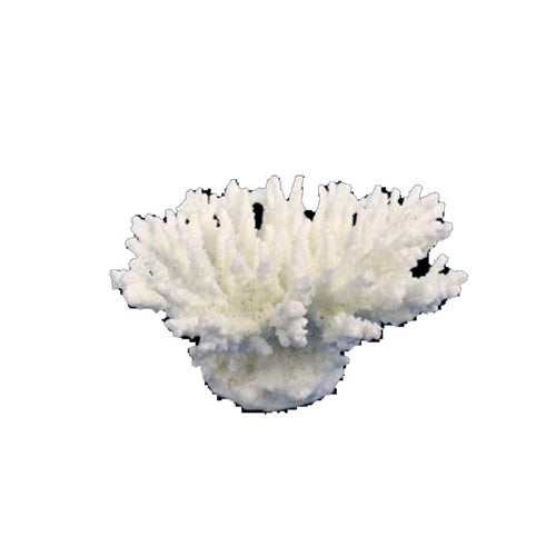 Weco Products South Pacific Coral Tabletop Ornament White, 1 Each/XXS by Weco peta2z